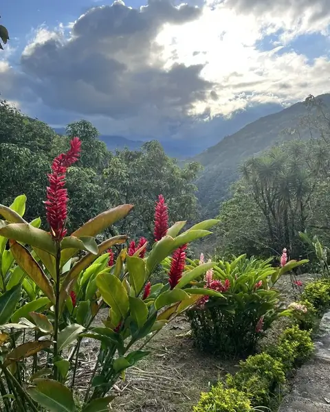 Flores rojas frente a un valle de montaña