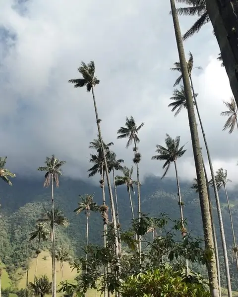 Palmas de cera bajo un cielo nublado
